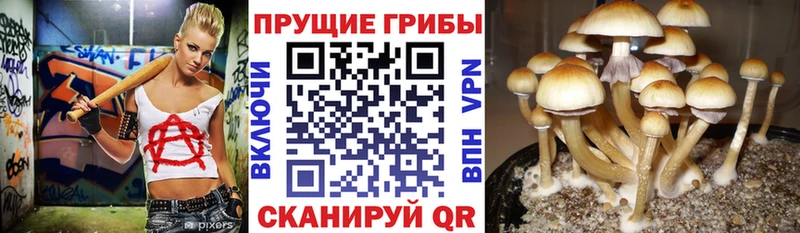 Галлюциногенные грибы GOLDEN TEACHER  Новохопёрск 